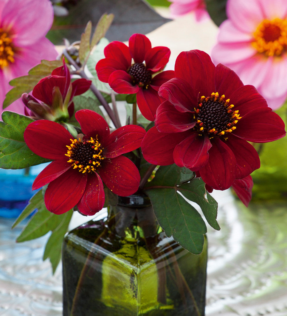 Dahlia 'Bishop of Auckland'