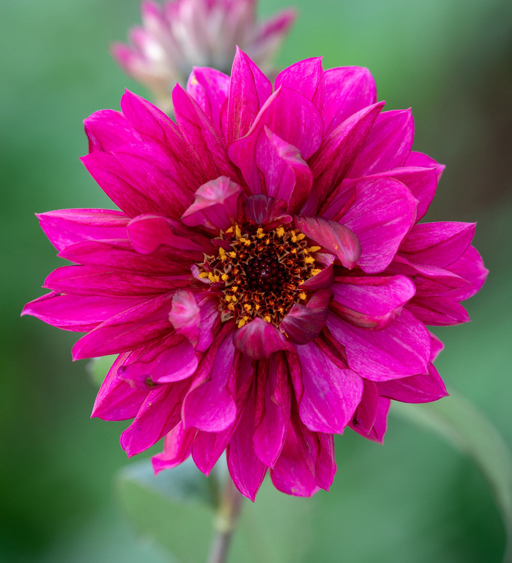 Dahlia 'Purple Haze'