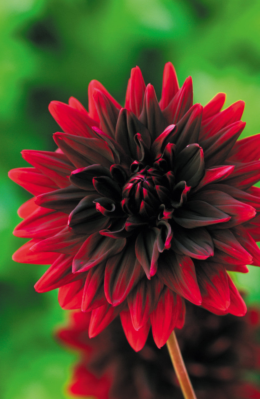 Venetian Dahlia Collection