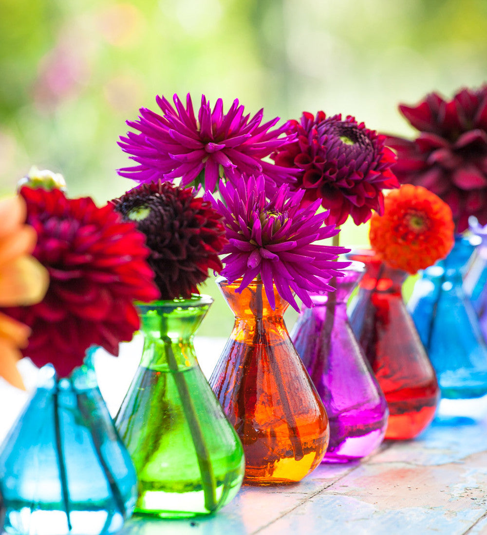 Venetian Dahlia Collection