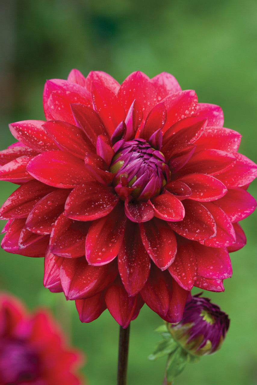 Venetian Dahlia Collection