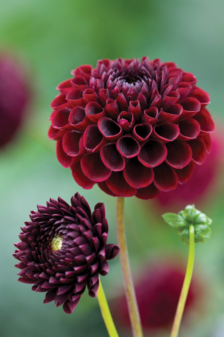 Venetian Dahlia Collection