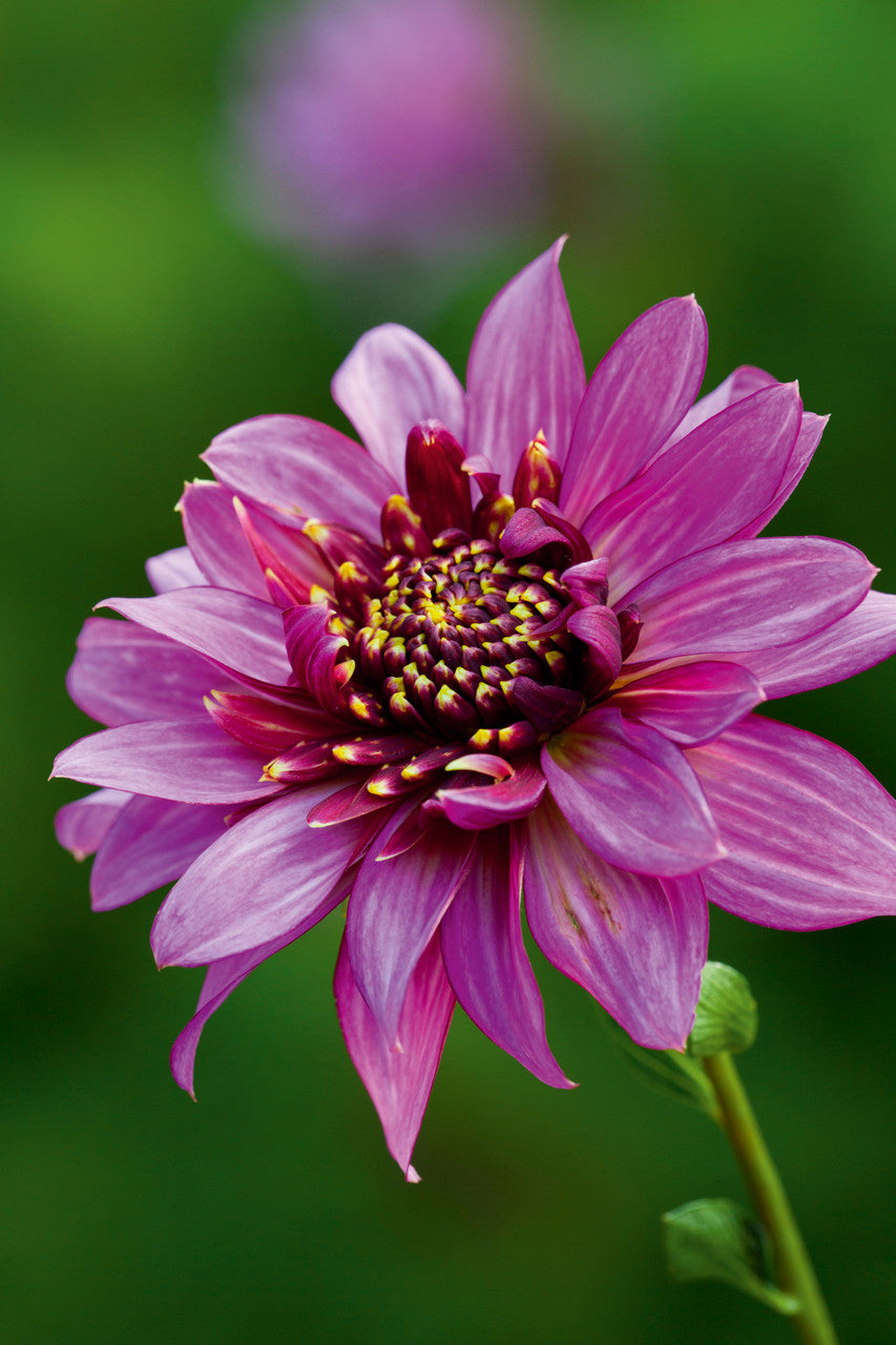 Dahlia 'Mambo'