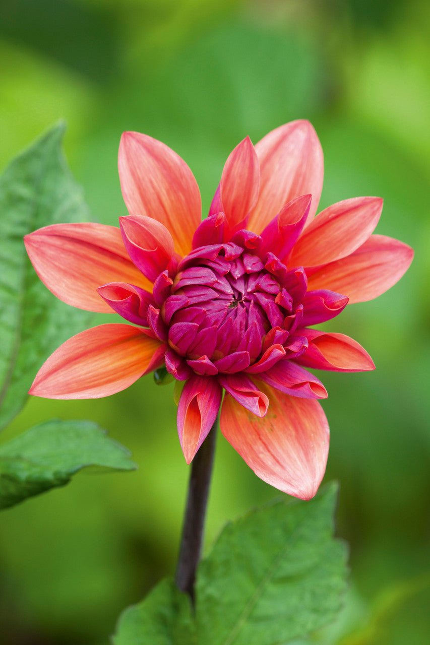 Dahlia 'American Dawn'