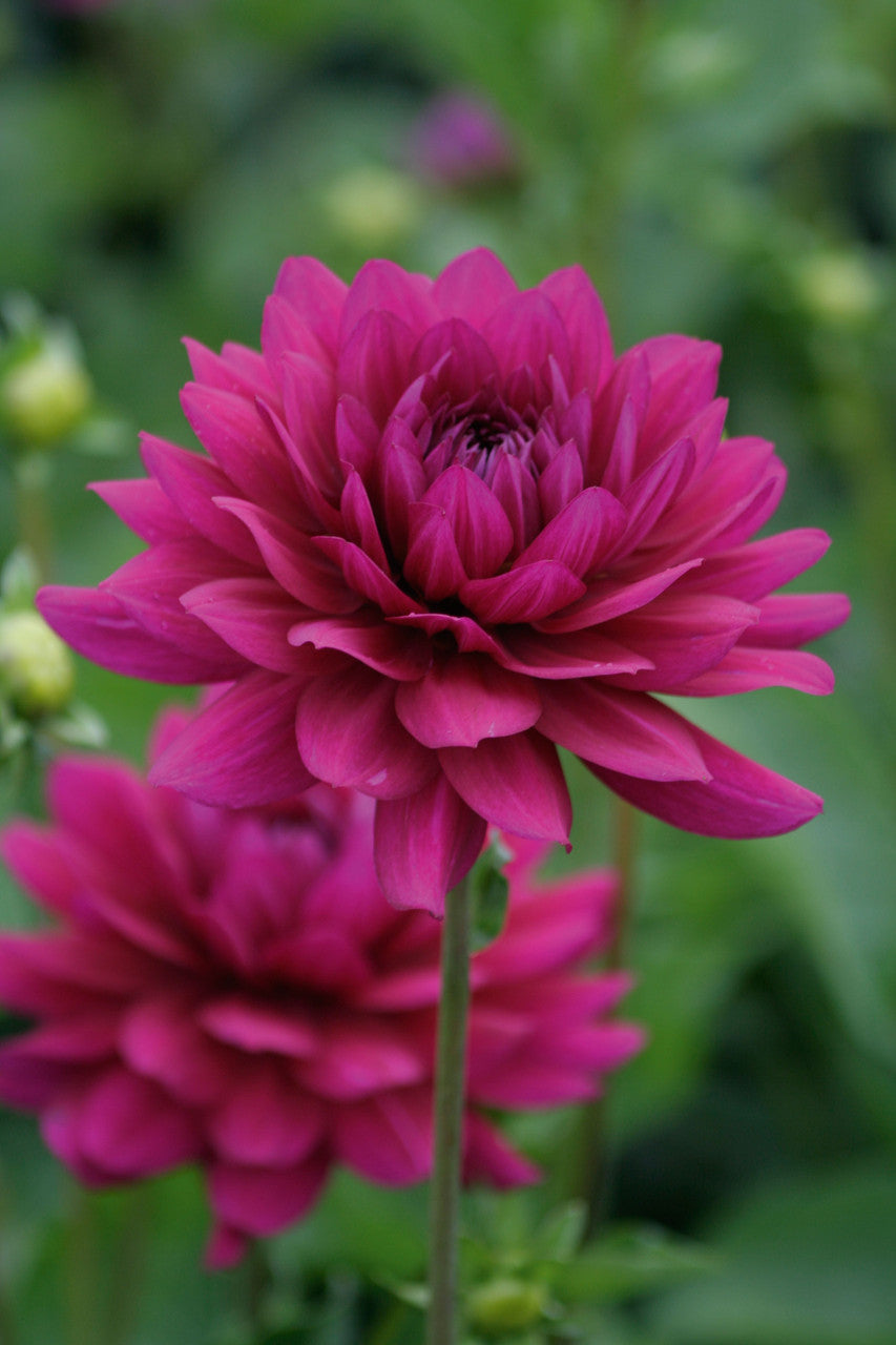 Dahlia 'Berner Oberland' | Sarah Raven