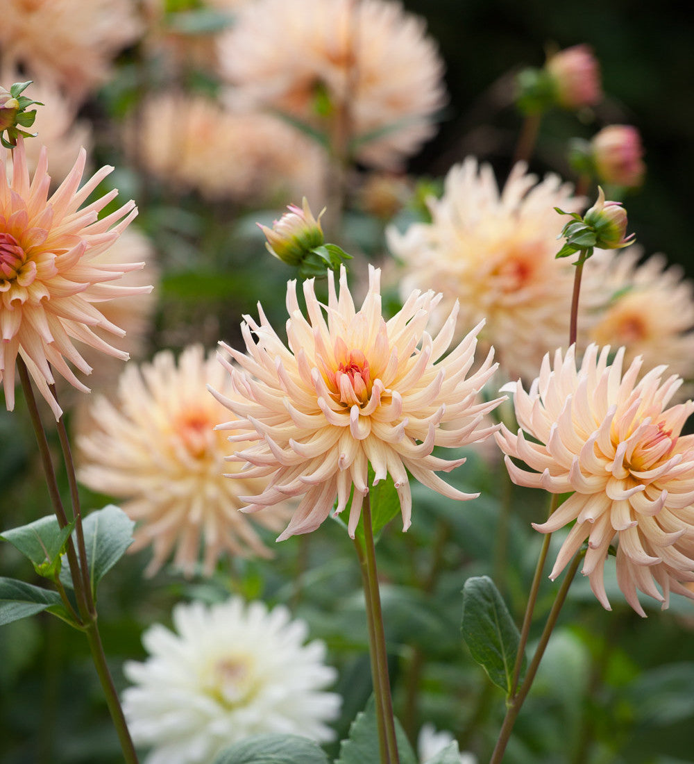 Dahlia 'Henriette'