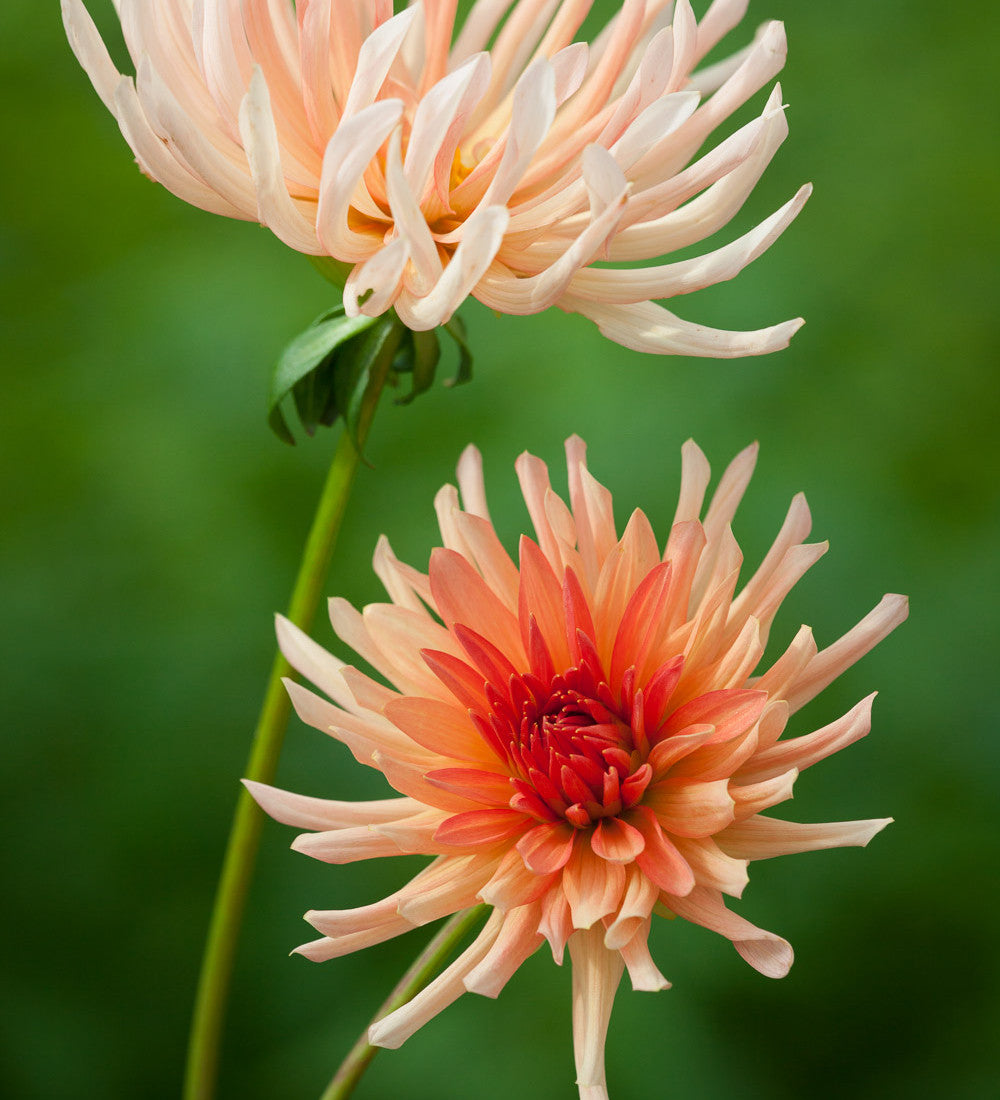 Dahlia 'Henriette'