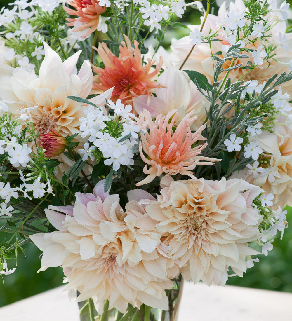 Dahlia 'Henriette'