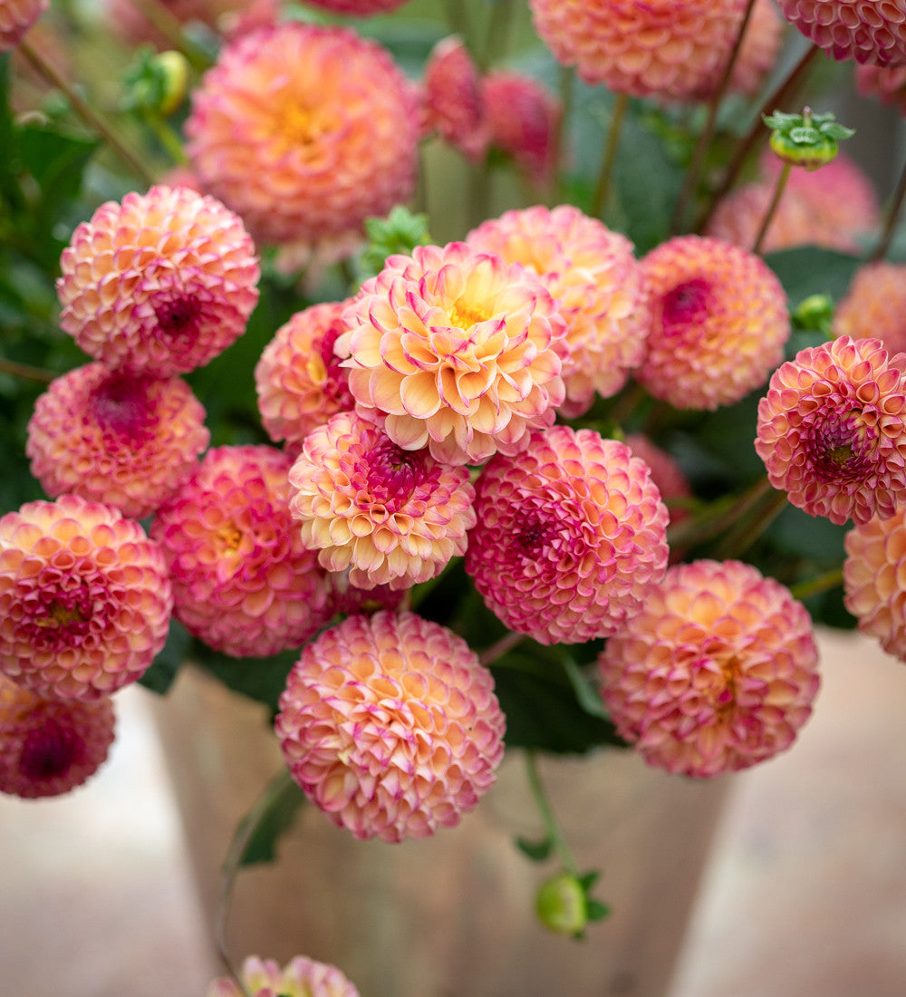 Dahlia 'Burlesca'