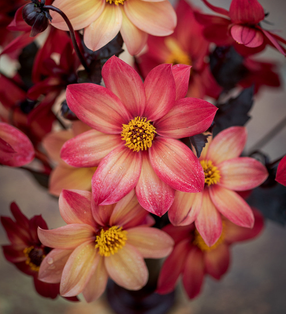 Dahlia 'Schipper’s Bronze’