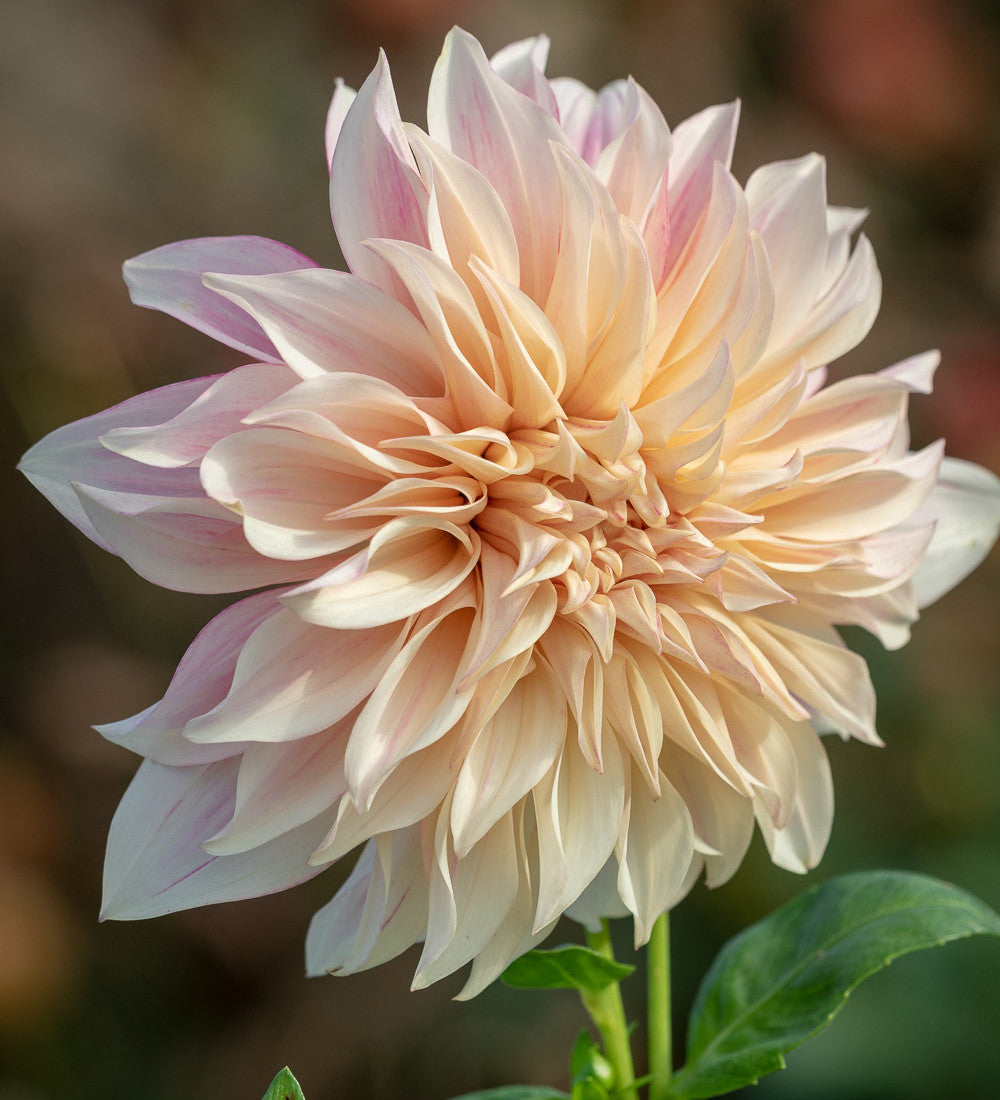 Dahlia 'Café au Lait Royal'