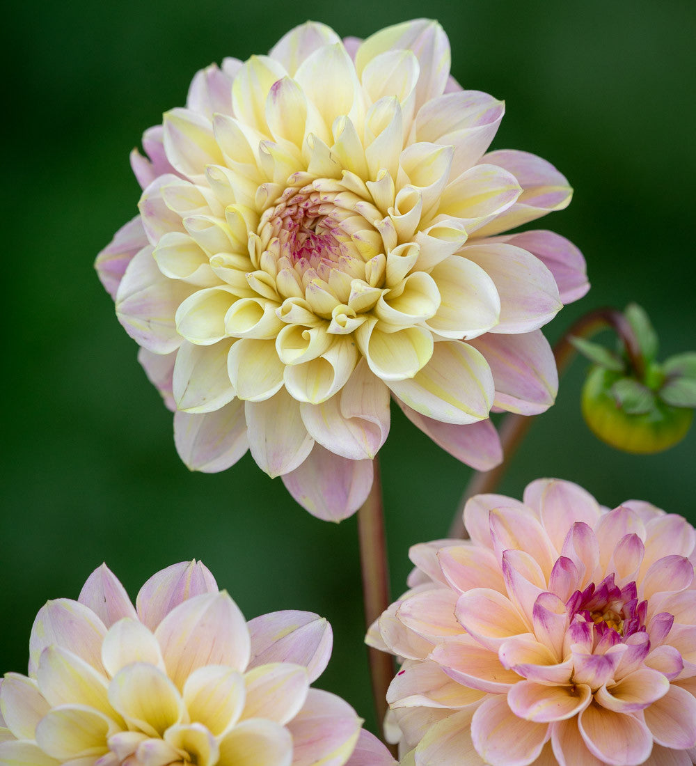 Dahlia 'Wine-eyed Jill'