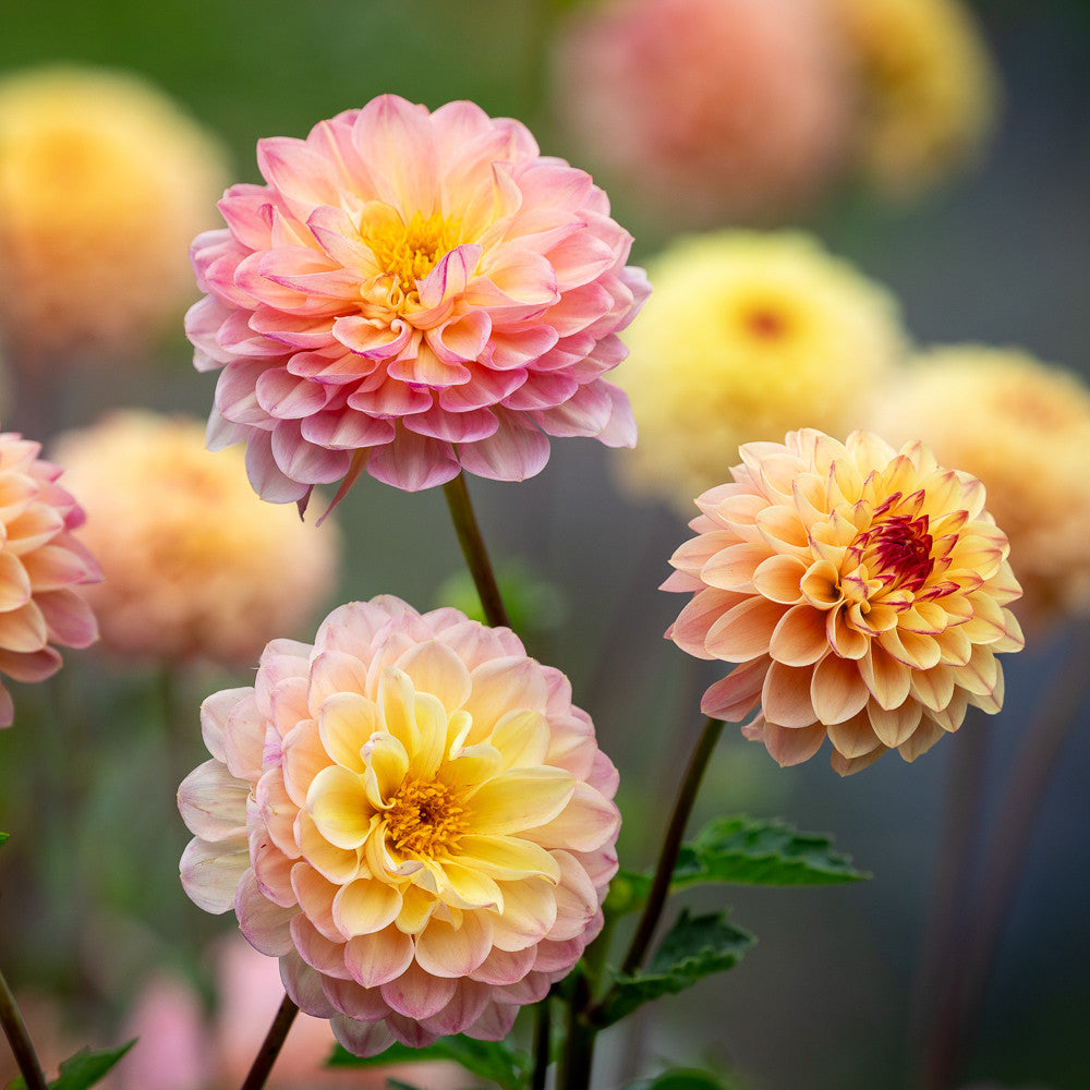 Dahlia 'Wine-eyed Jill'