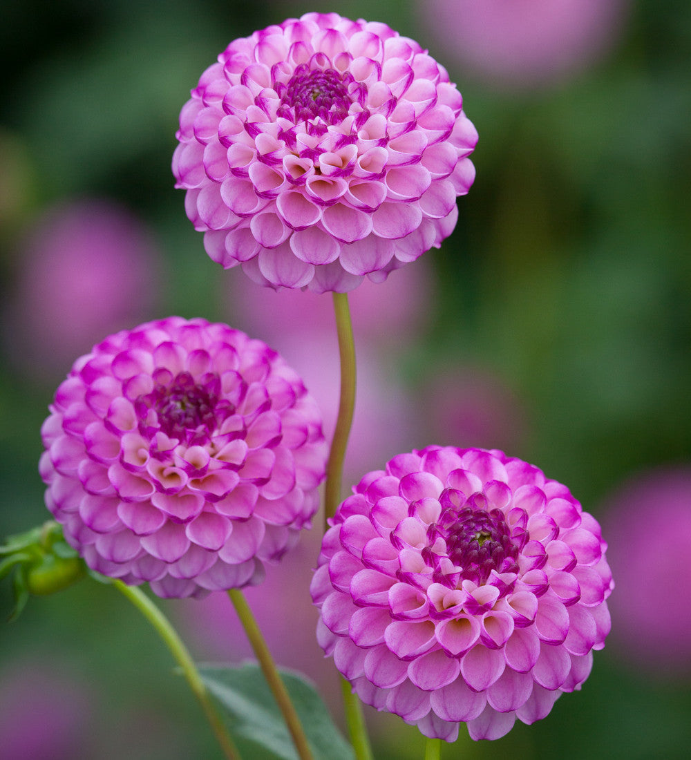 Dahlia 'Zippity Do Da'