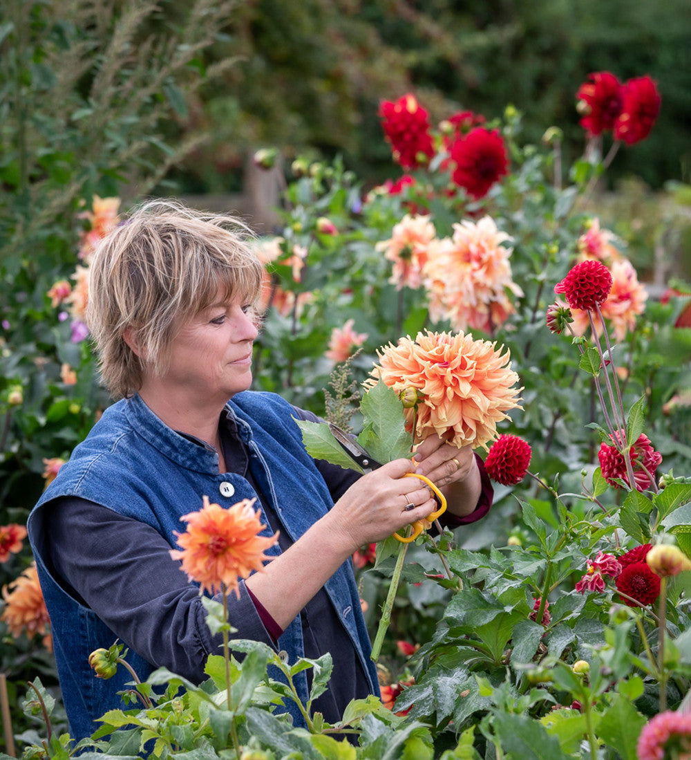 Dahlia 'Fairway Spur'