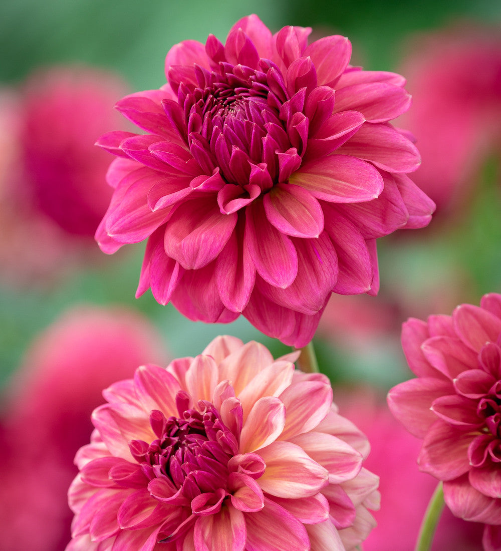 Sarah Raven Exclusives Dahlia Collection