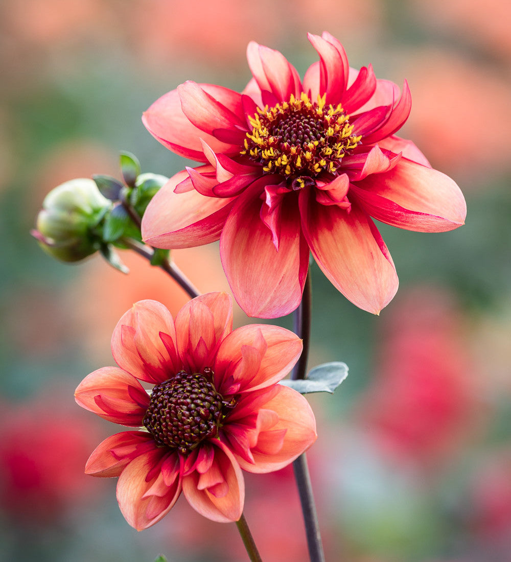Sarah Raven Exclusives Dahlia Collection