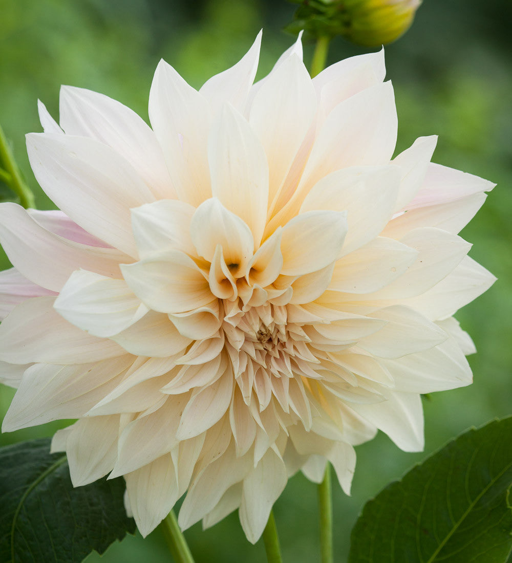 Dahlias as Peonies Collection