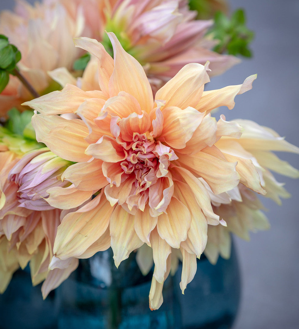 Buy Dahlia 'Mango Madness' | Sarah Raven