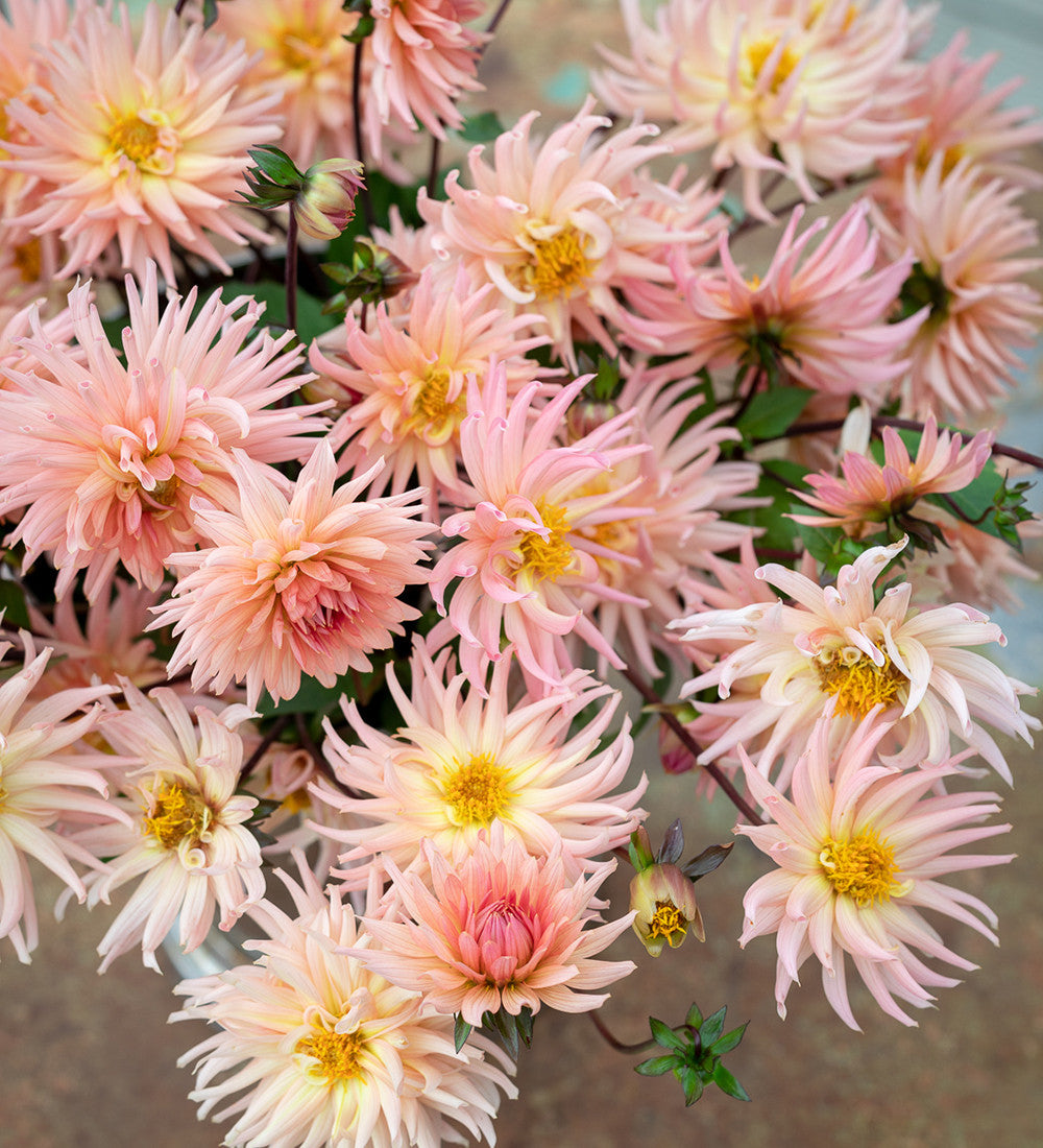 Dahlia 'Preference'