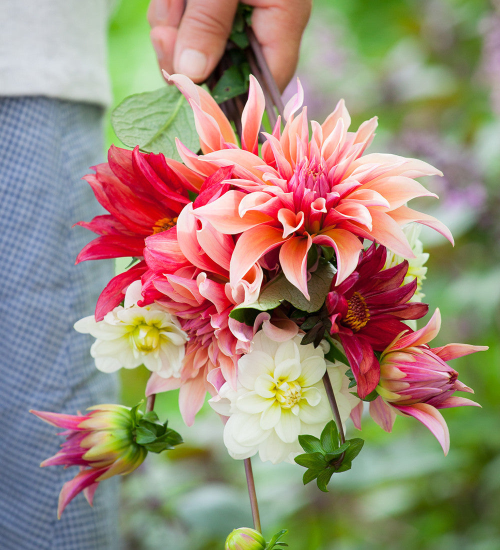 Dahlia 'White Onesta'