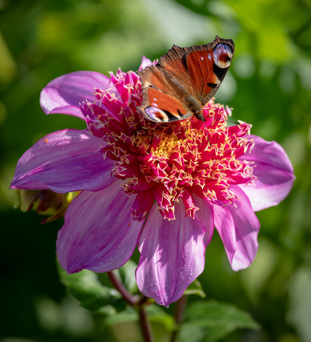 Dahlia 'Dad's Favourite'