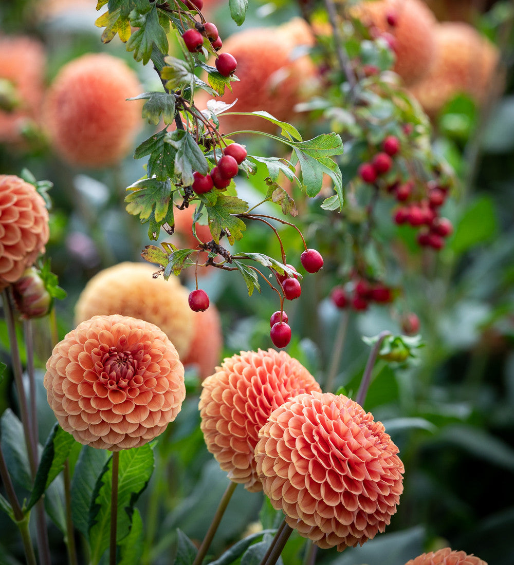 Dahlia 'Cornel Brons'