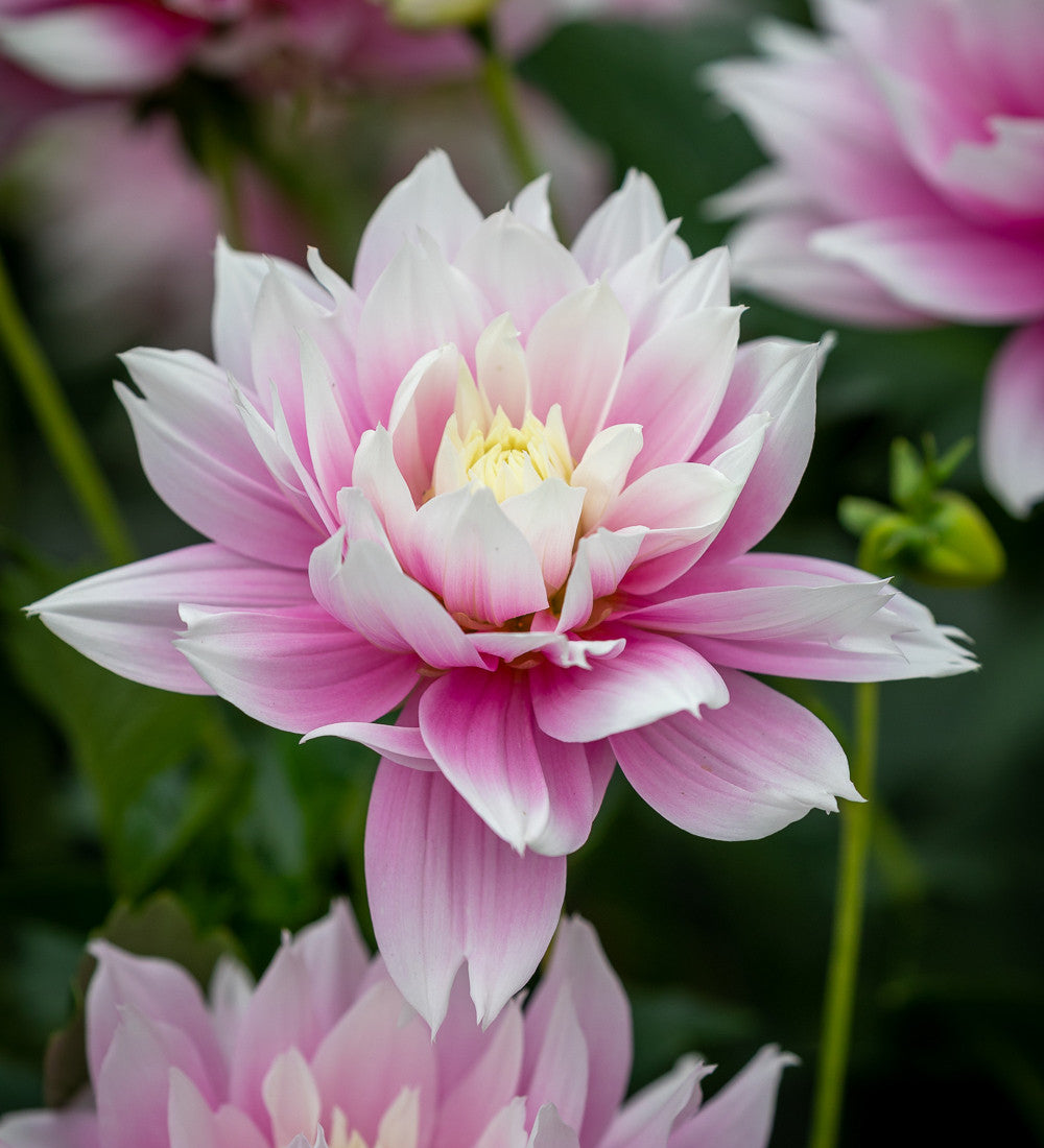 Dahlia 'Evanah'