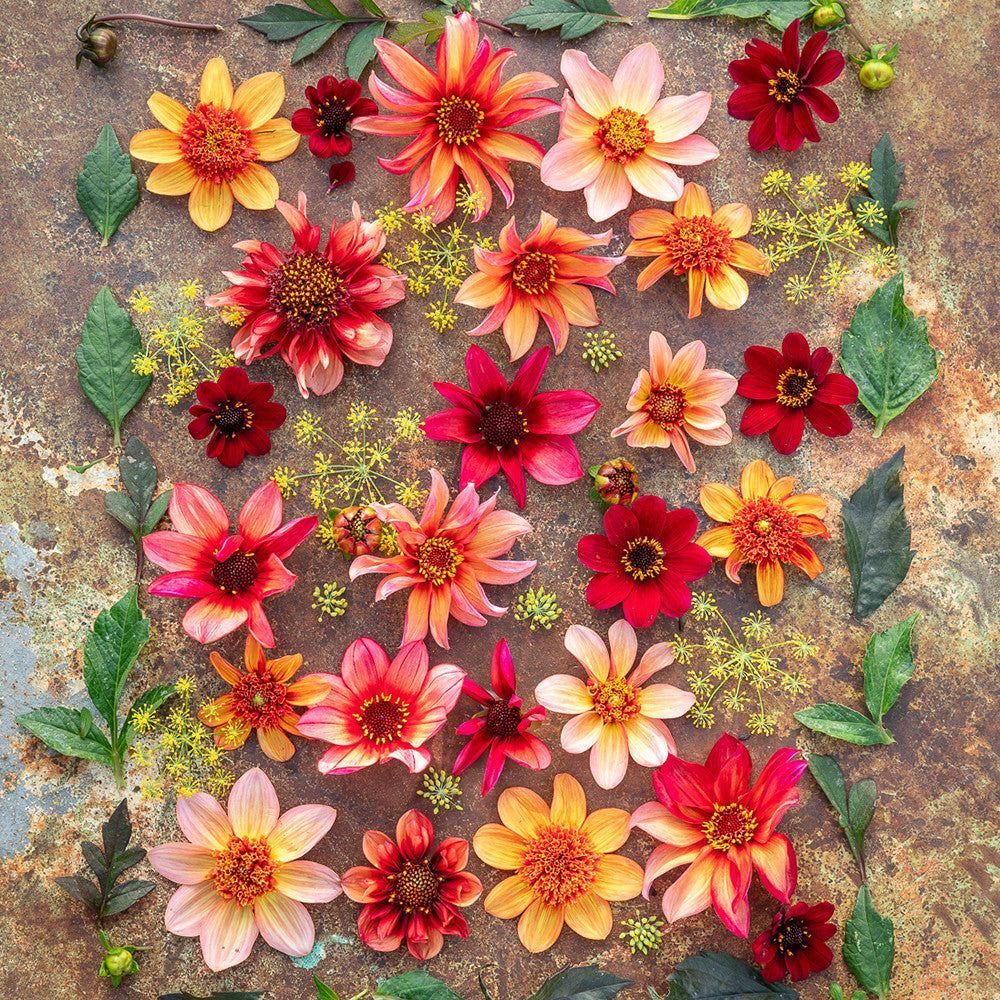 Persian Carpet Dahlia Collection