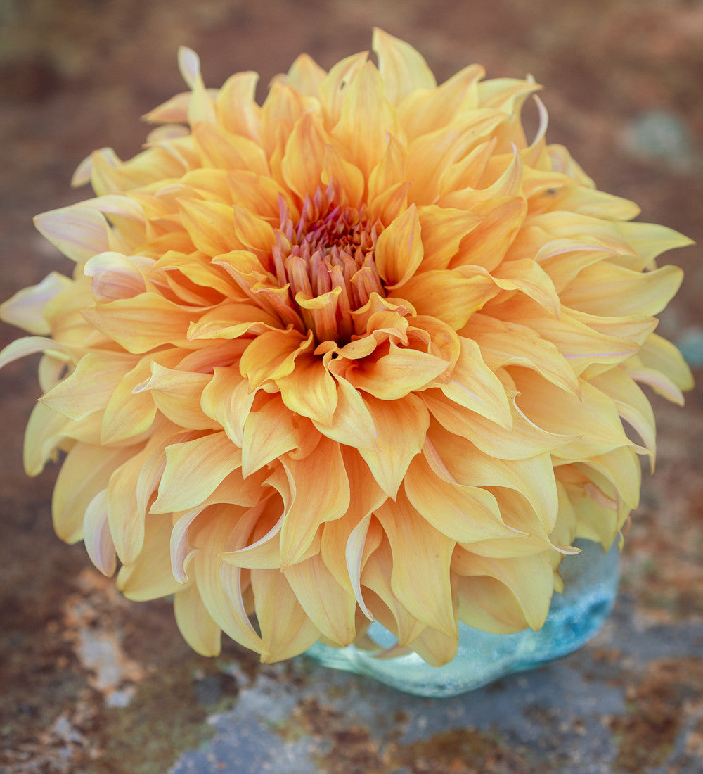 Bubblebath Dahlia Collection