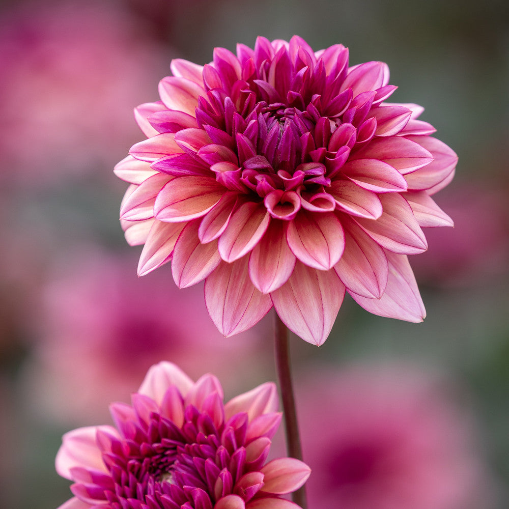 Sarah Raven Exclusive Dahlias for Pots Collection
