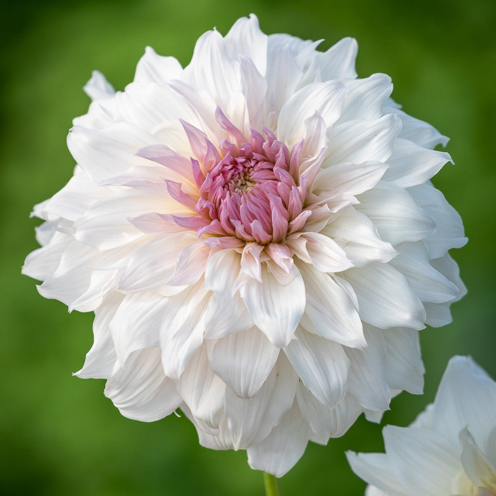 Manhattan Loft Dahlia Collection