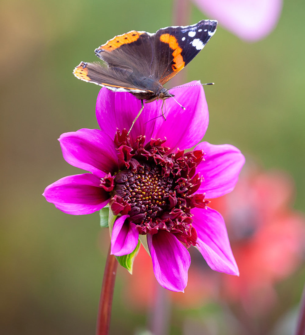 Pollinators Party Dahlia Collection