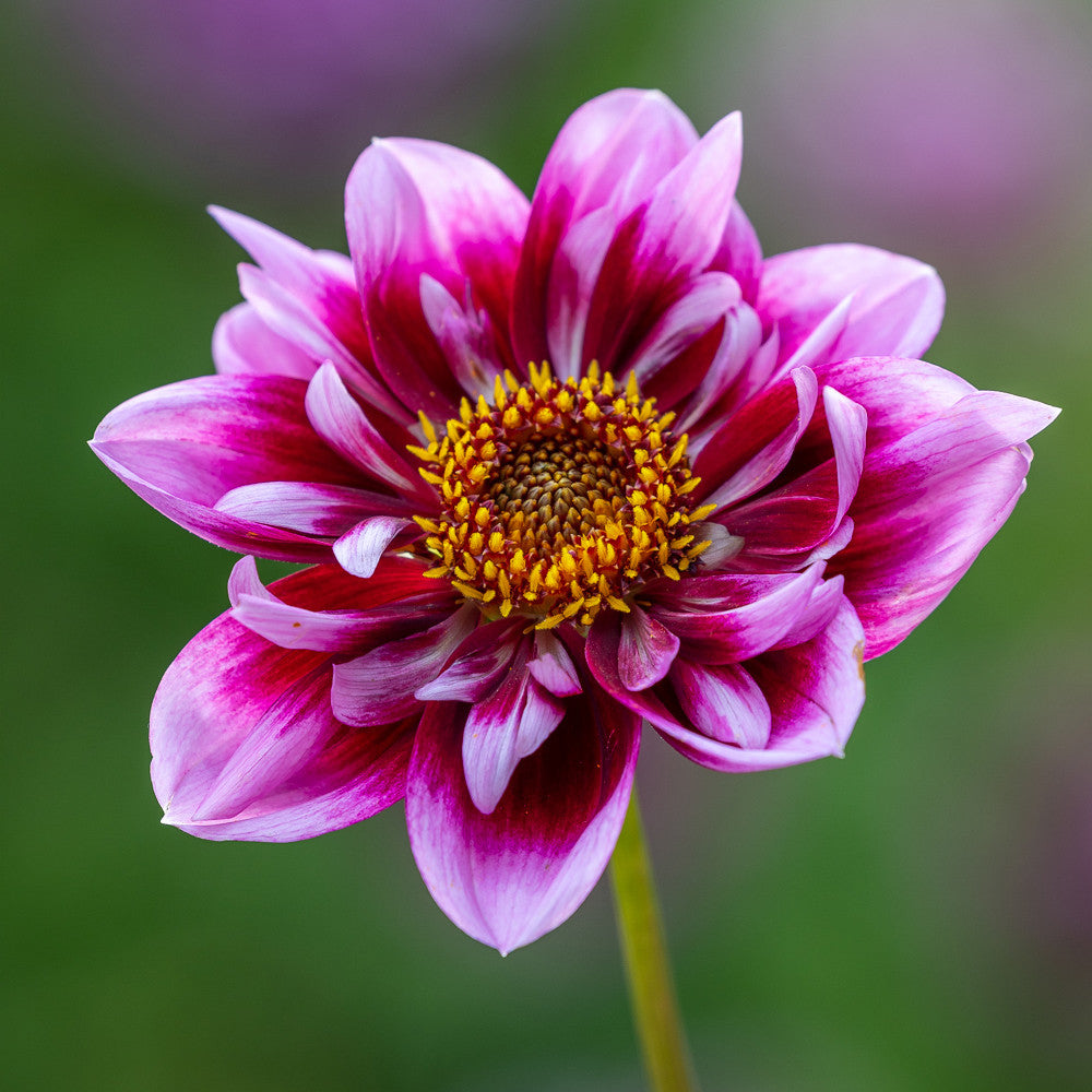 Dahlia 'Liquid Desire'