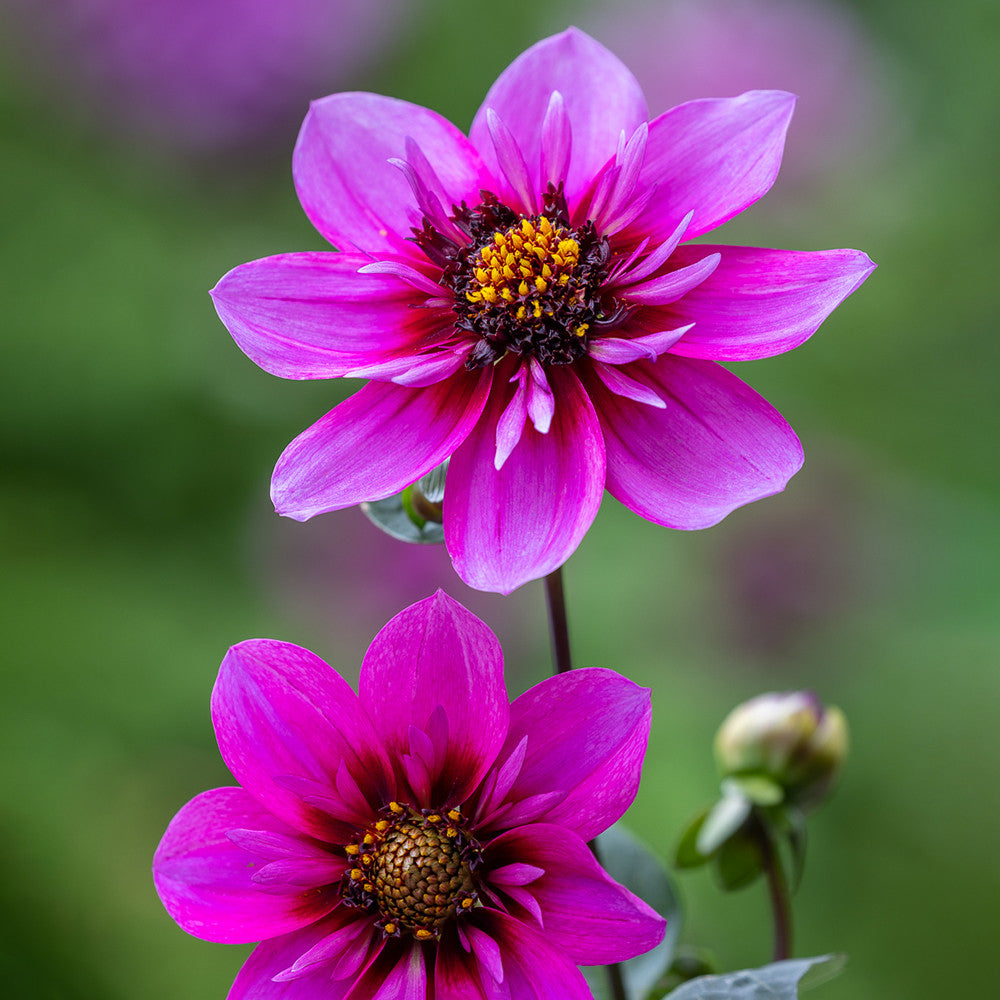 Like Butterflies For Butterflies Dahlia Collection