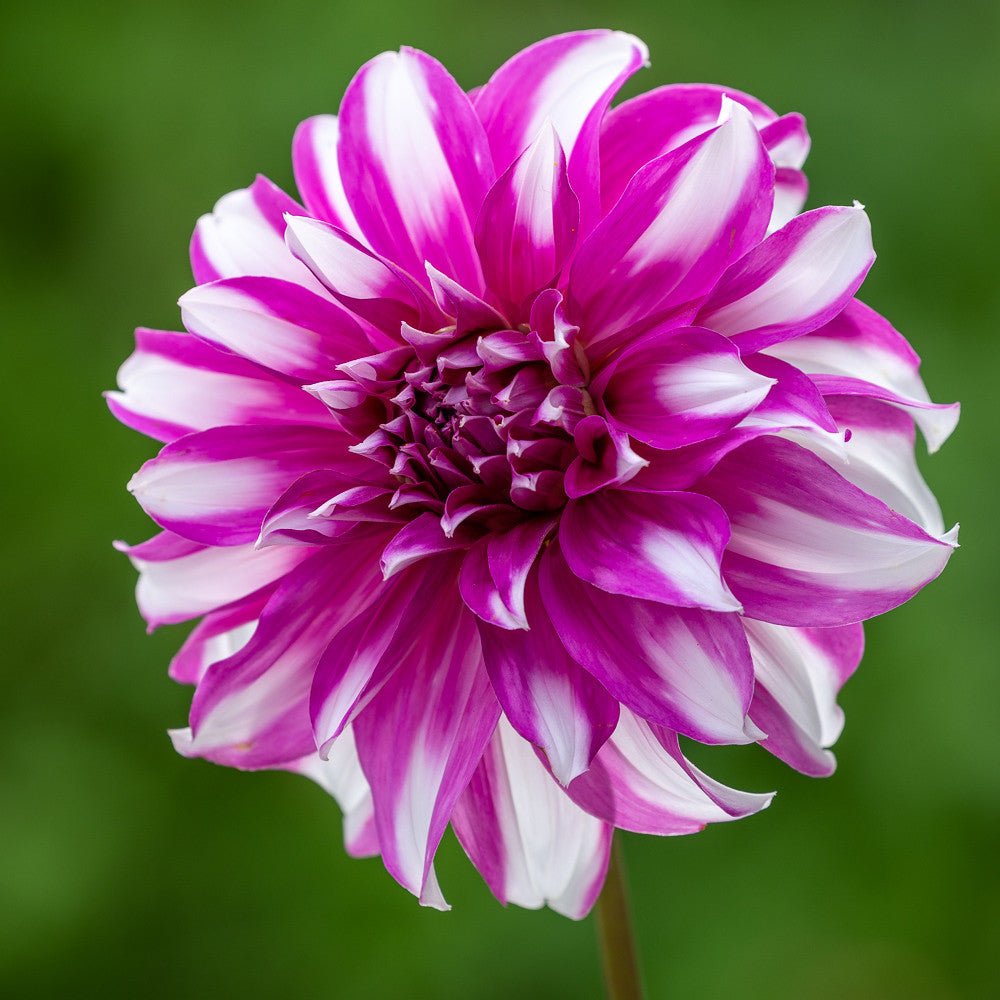 Dahlia 'Radegast'