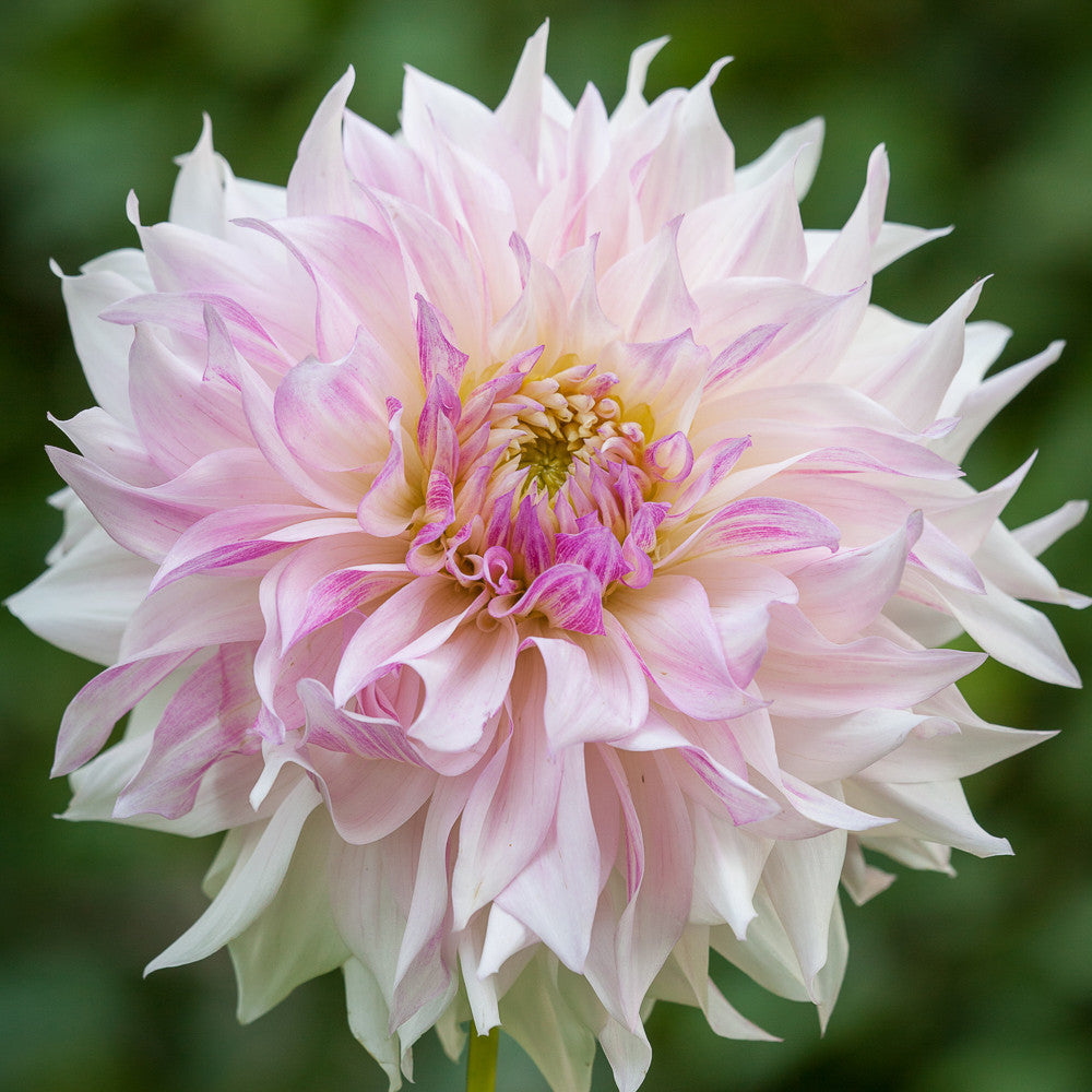 Dahlia 'Cafe au Lait Twist'