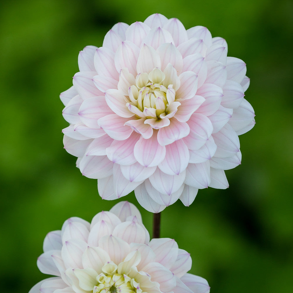 Dahlia 'Silver Years'