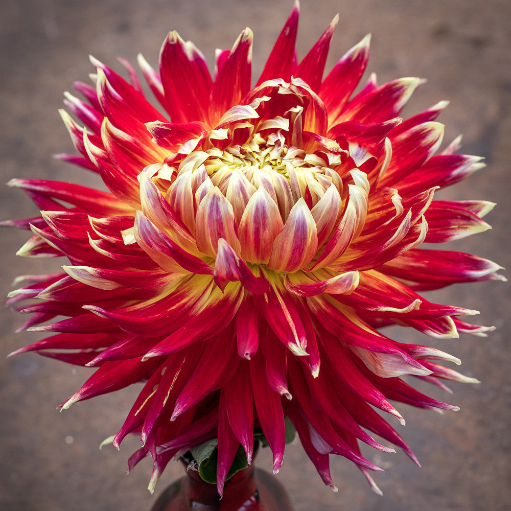 Dahlia 'Akita'