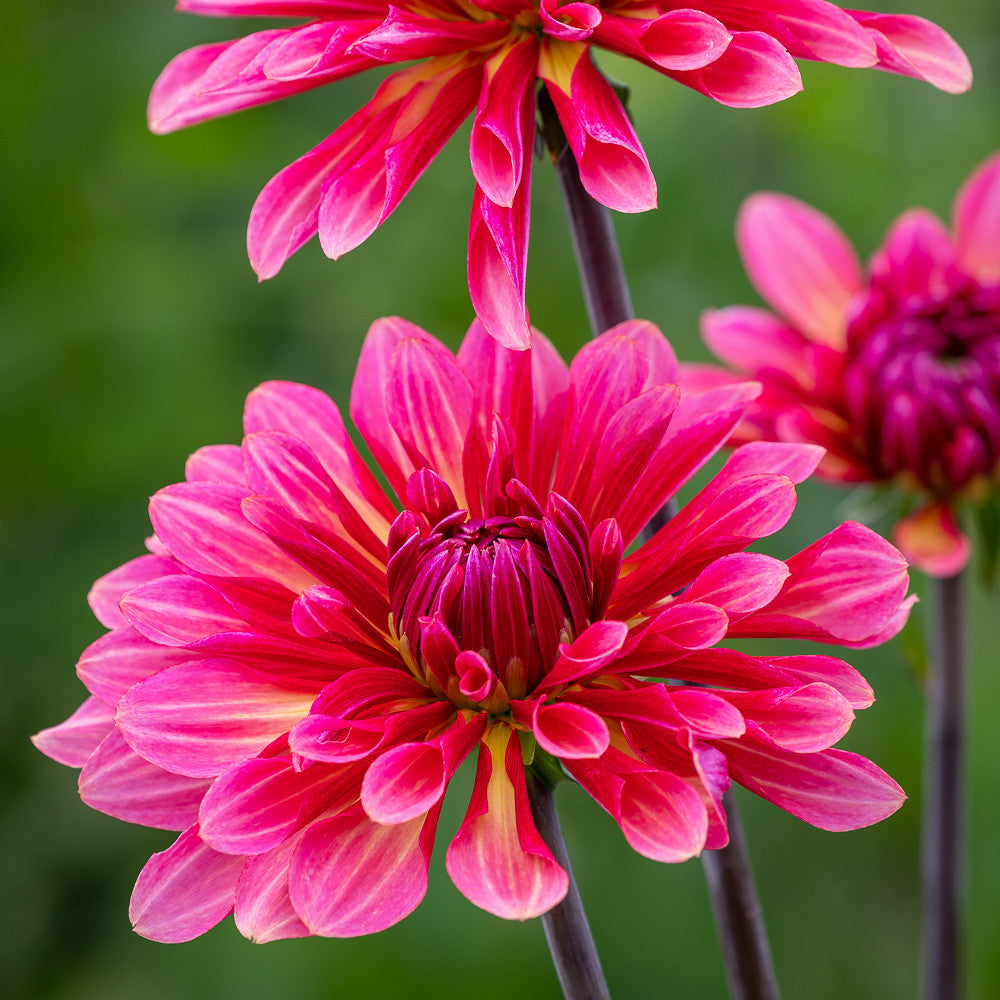 Buy Dahlia 'Misses Dutch' Tubers | Semi-Cactus Group Dahlias