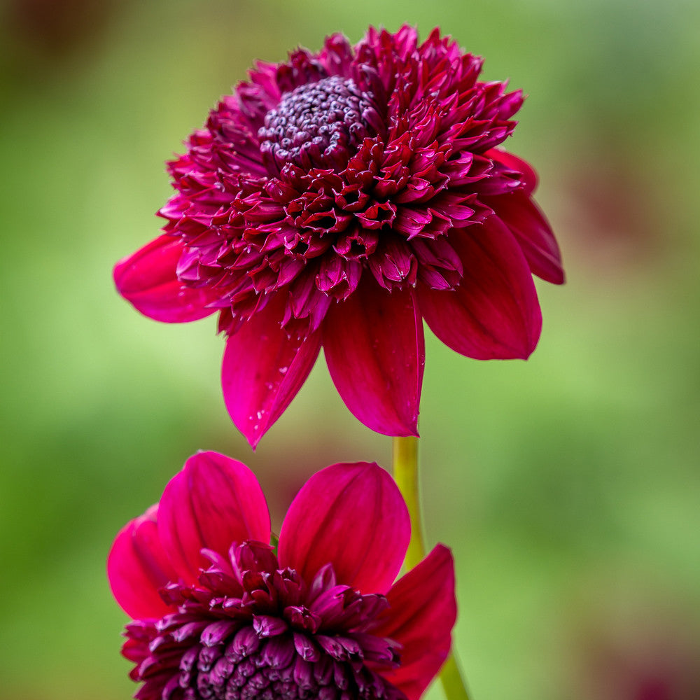 Pompom Party Dahlia Collection