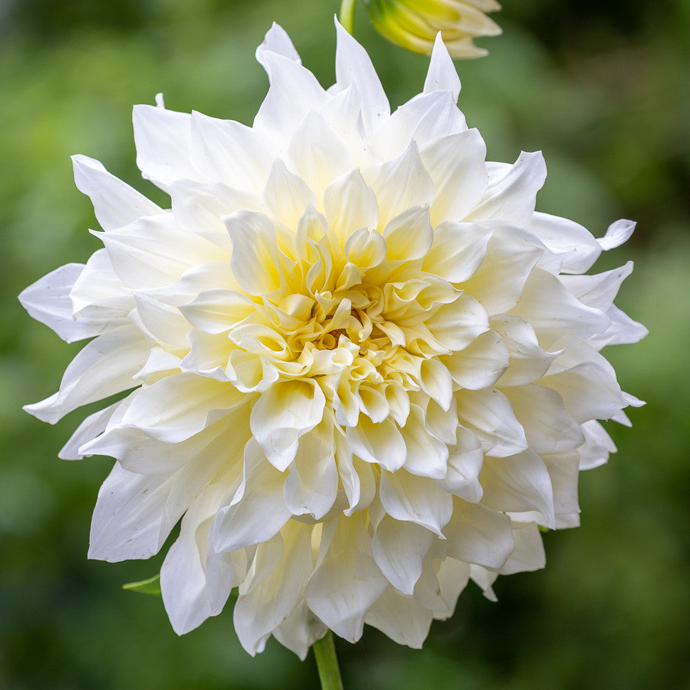 Ultimate Cafe au Lait Dahlia Collection