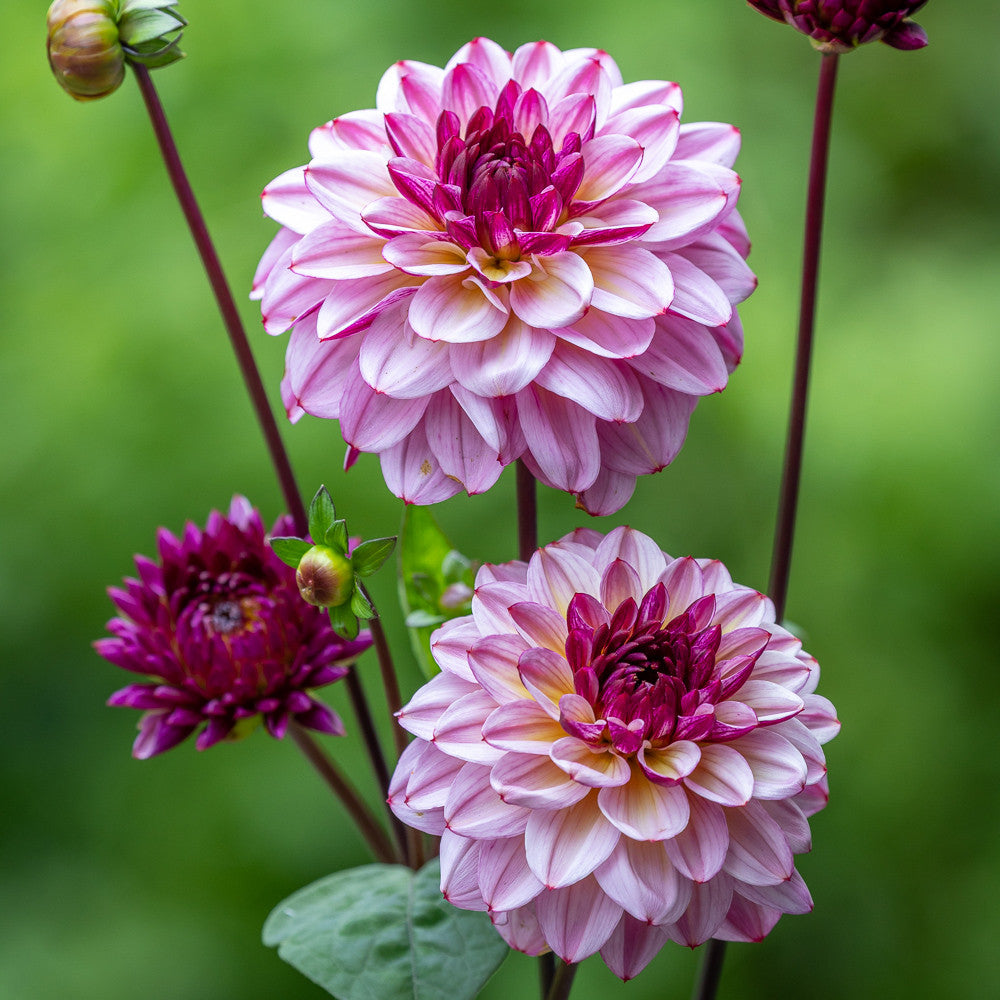 Ascot Hat Dahlia Collection