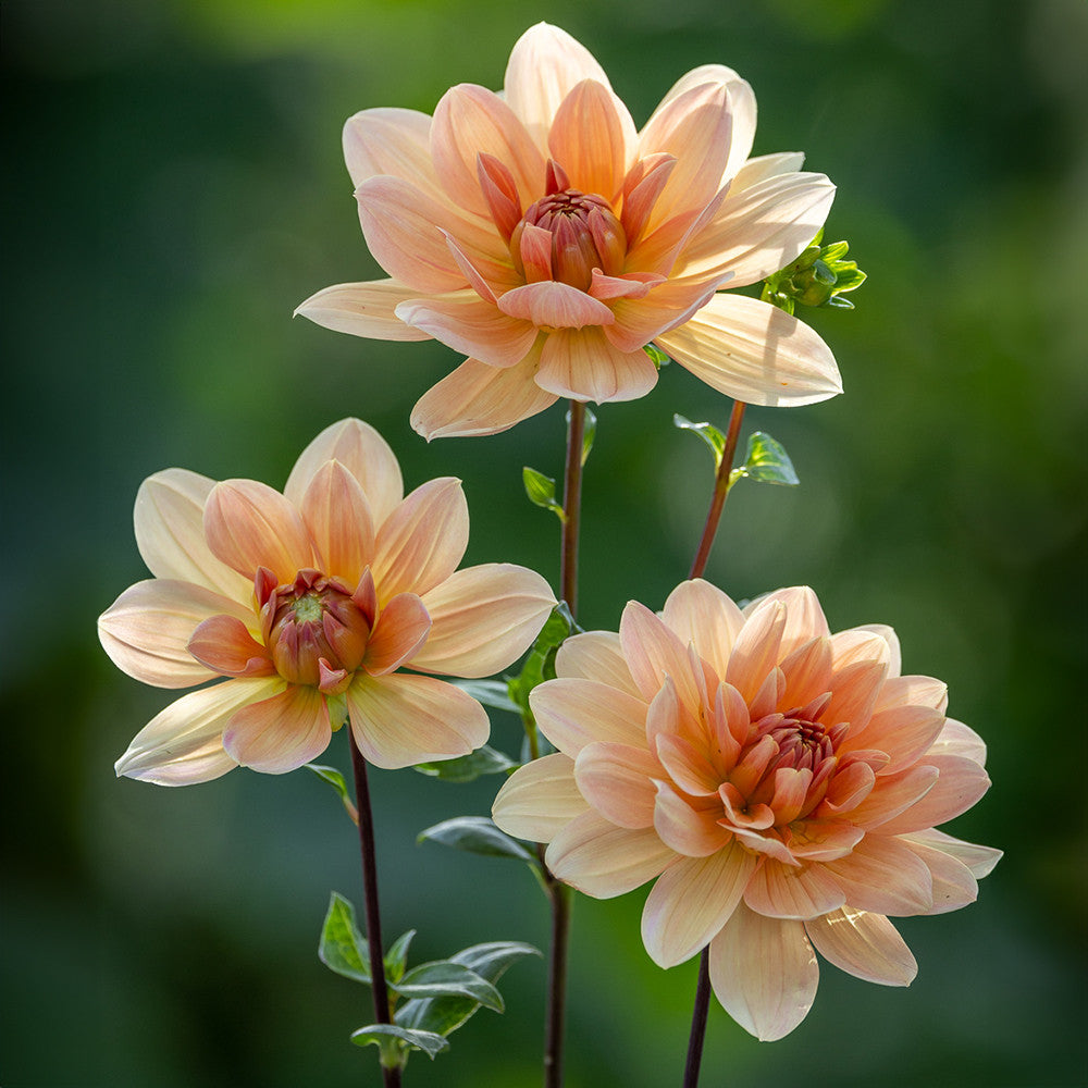 Buy Dahlia 'Apricot Desire' | Orange Waterlily Group Dahlia