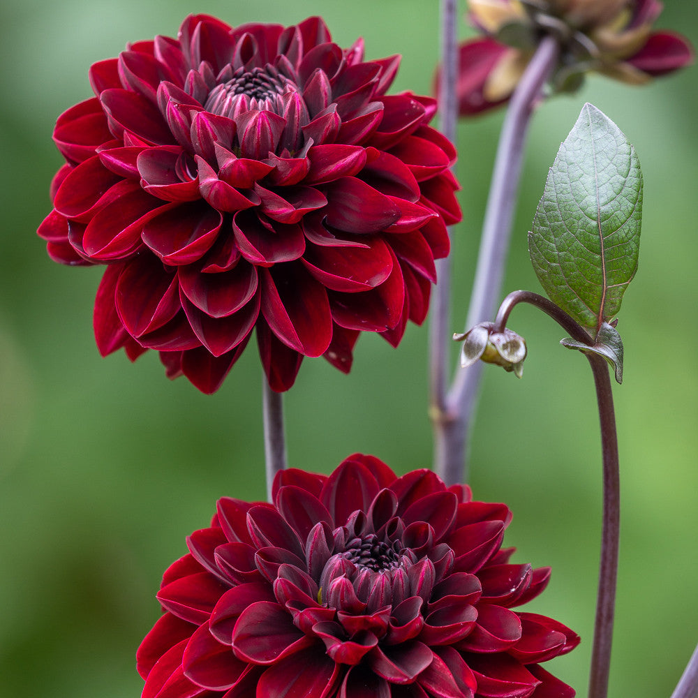 Dahlia 'Manoa'