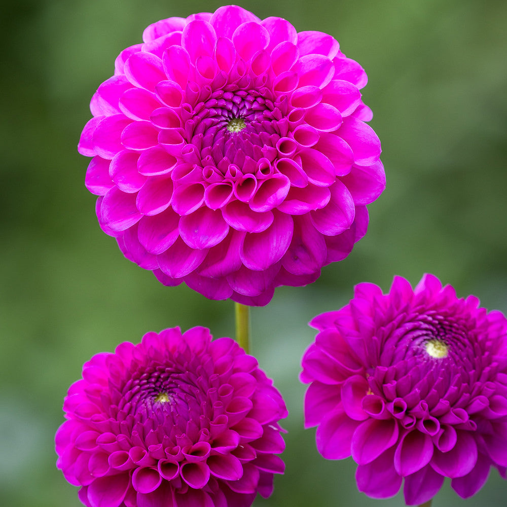 Dahlia 'Cryfield Harmony'