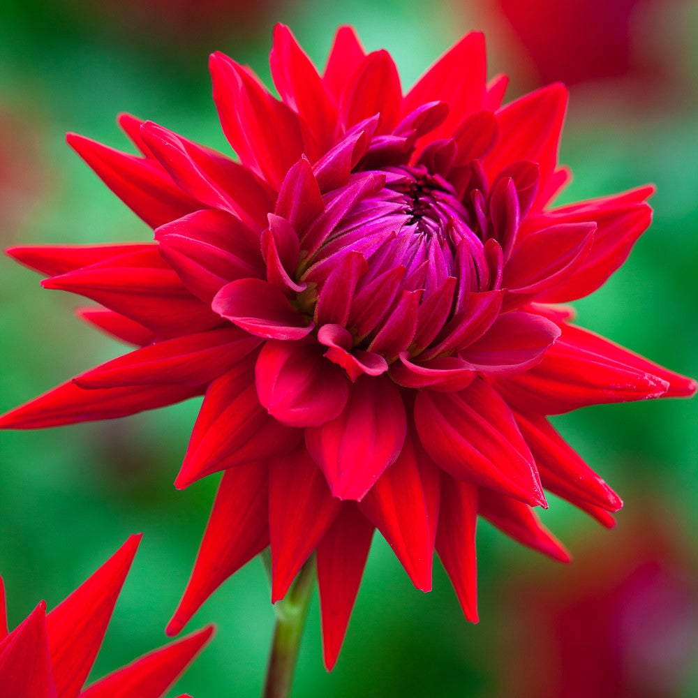 Dahlia 'Wittemans Superba'