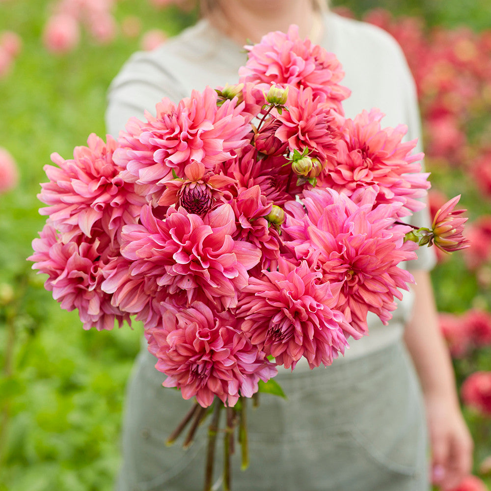 Dahlia 'Klara Zak'
