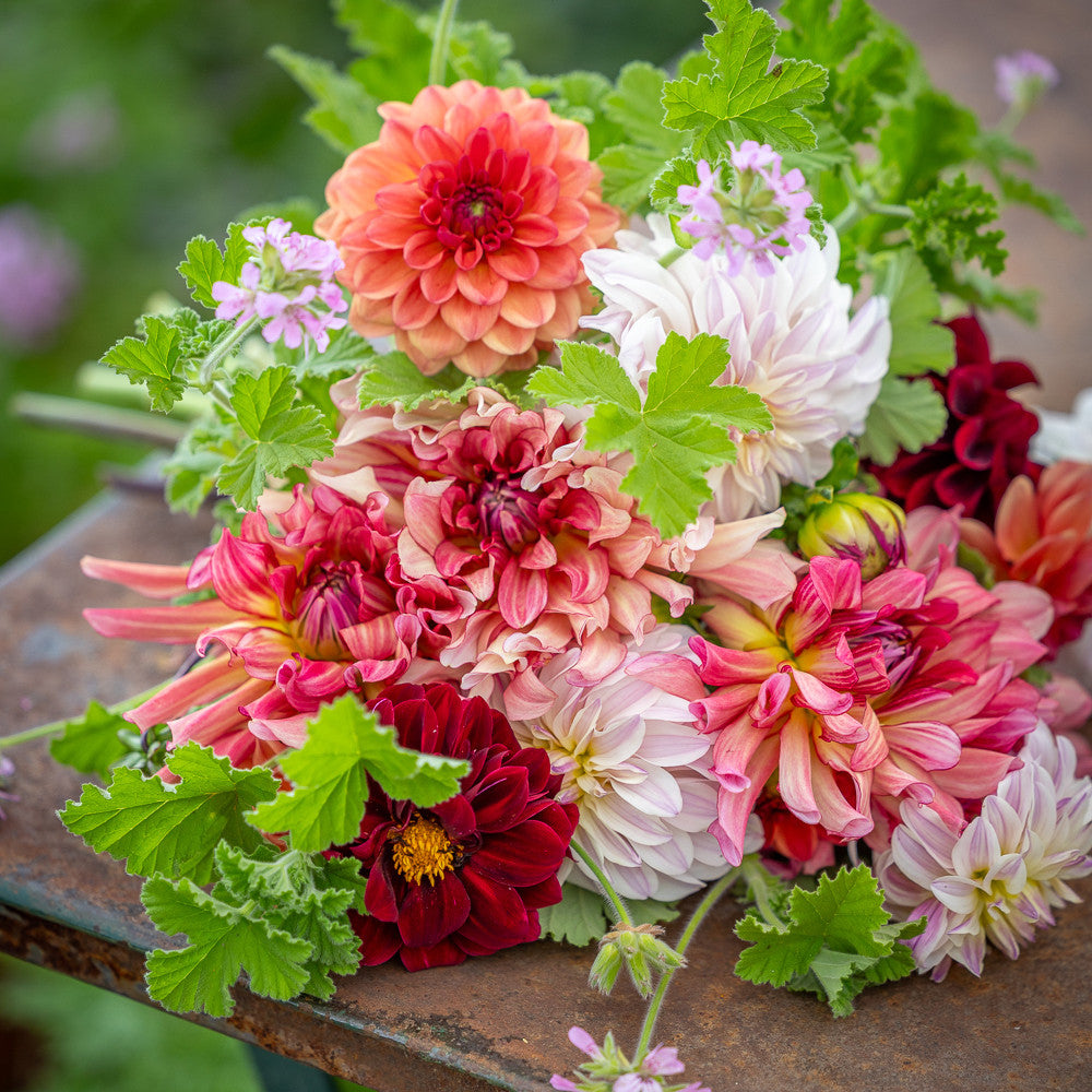 Cath's C. Atherley Dahlia Collection