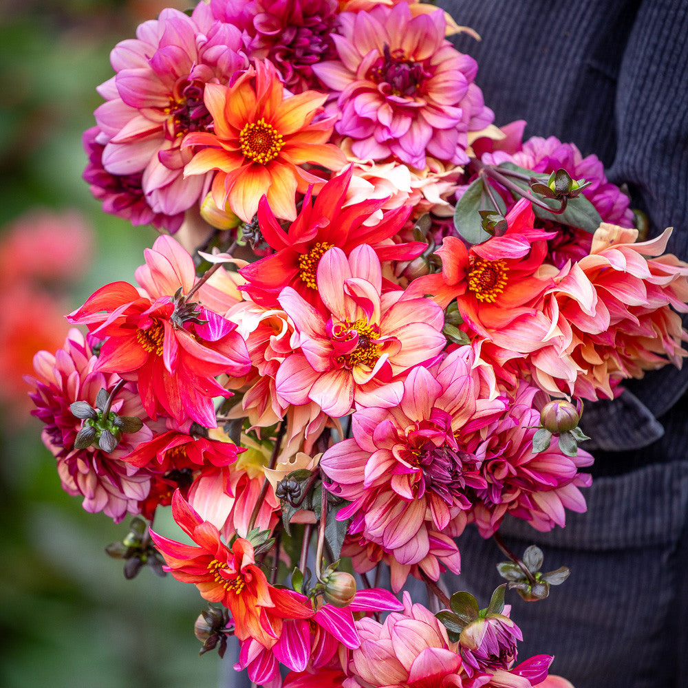 Molly Raven Dahlia Collection